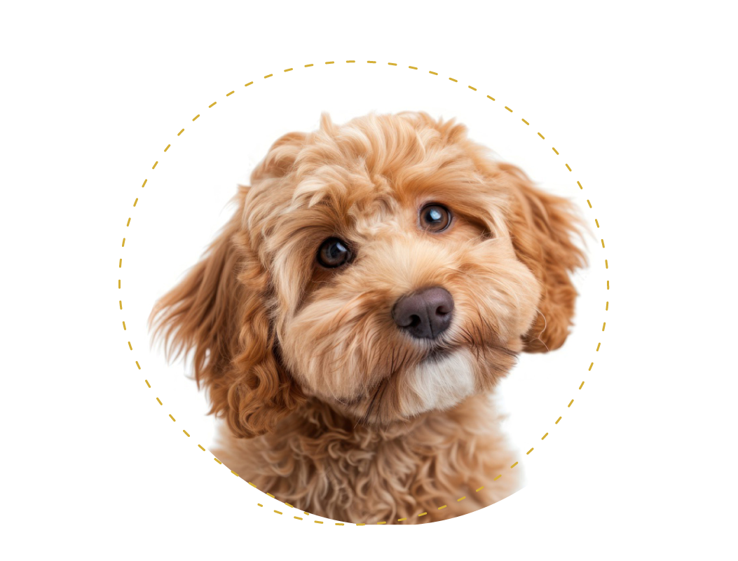 Salón pre psov DogPoint Piešťany - ozónoterapia pre psov