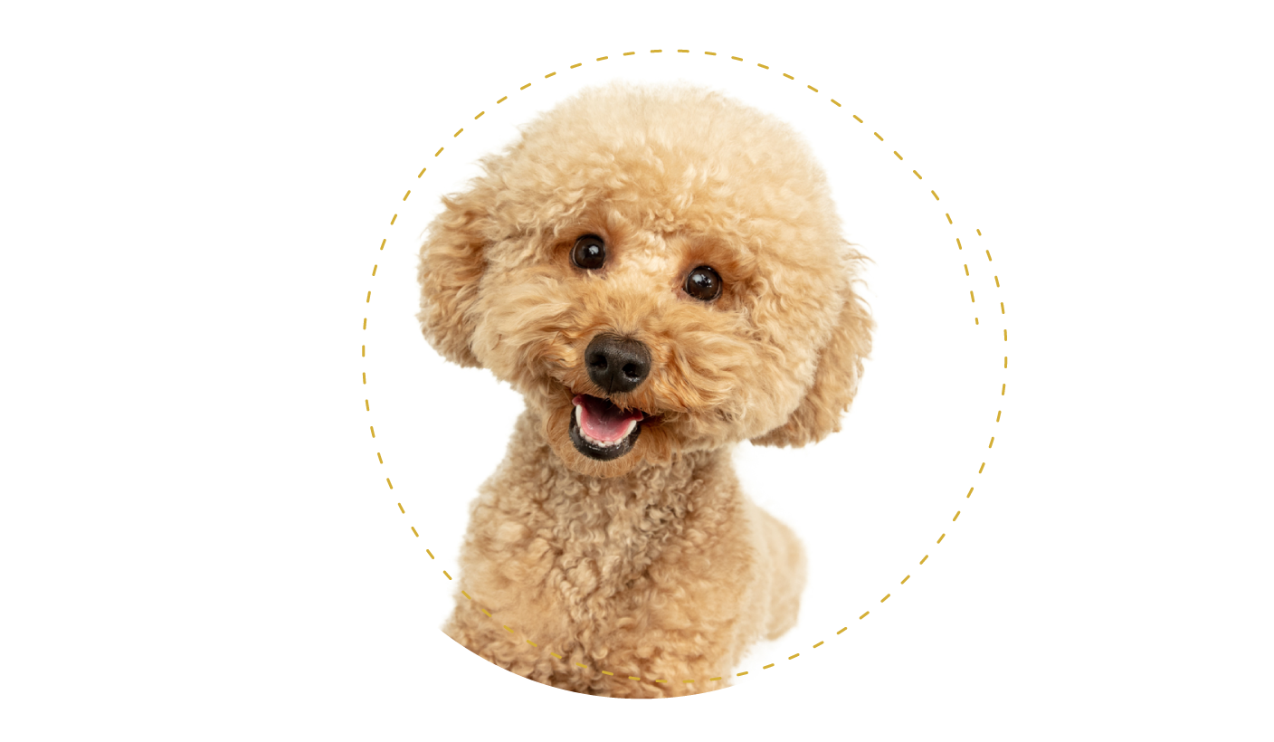 Salón pre psov DogPoint Piešťany - ozónoterapia pre psov